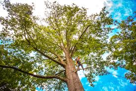 How Our Tree Care Process Works  in  Honey Grove, TX