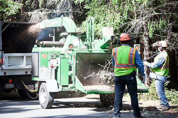 Lawn Watering Services in Honey Grove, TX